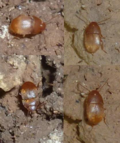 Leptinus testaceus